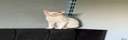 Cornish Rex cats for sale: 2 beautiful Cornish Rex boys - Advert 23