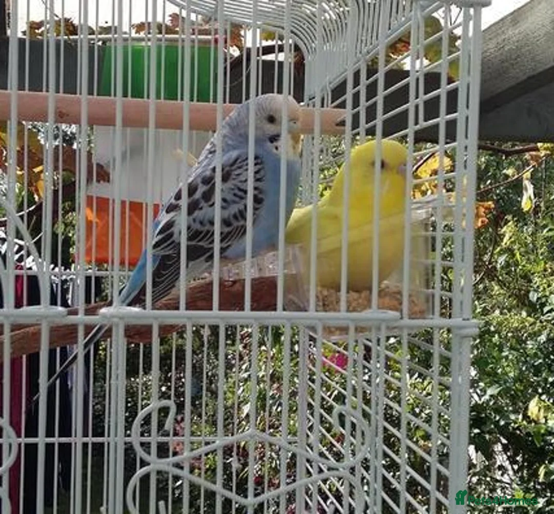 Parrots birds for sale: Loving Pet Parrots – Ready for a New Home in Gosport - Advert 4