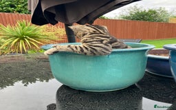 Bengal cats for sale: Beautiful Bengal boy for sale (read full ad) - Image 6