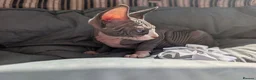 Sphynx cats for sale: Ready for reservation  - Advert 12