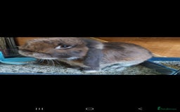 Mini Lop rabbits for sale: Mini lop rabbits  - Image 15