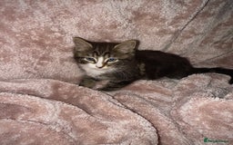 British Longhair cats for sale: ✨ Longhaired Kittens Looking for Loving Homes ✨ - Image 9