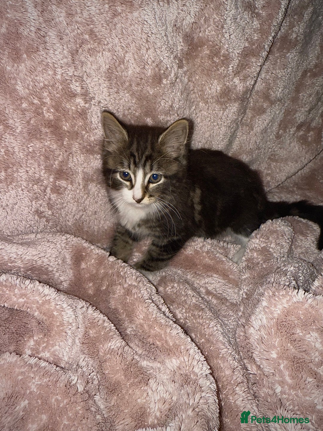 British Longhair cats for sale: ✨ Longhaired Kittens Looking for Loving Homes ✨ - Image 9
