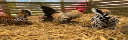 Chickens poultry for sale: Sablepoot hatching eggs, chicks, growers, hens - Advert 8
