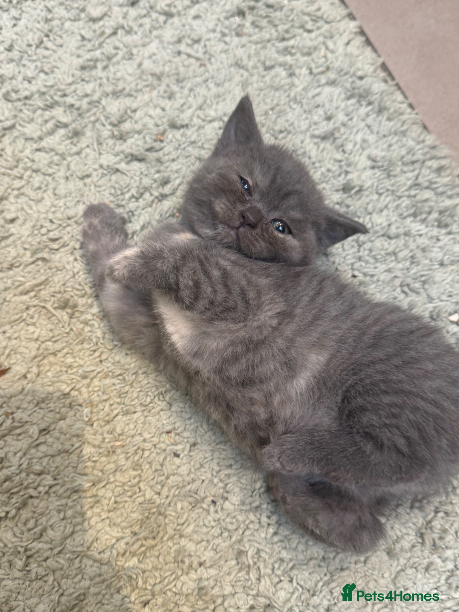 British Shorthair cats for sale: 2 beautiful British Shorthair Girls 🐾 - Advert 2