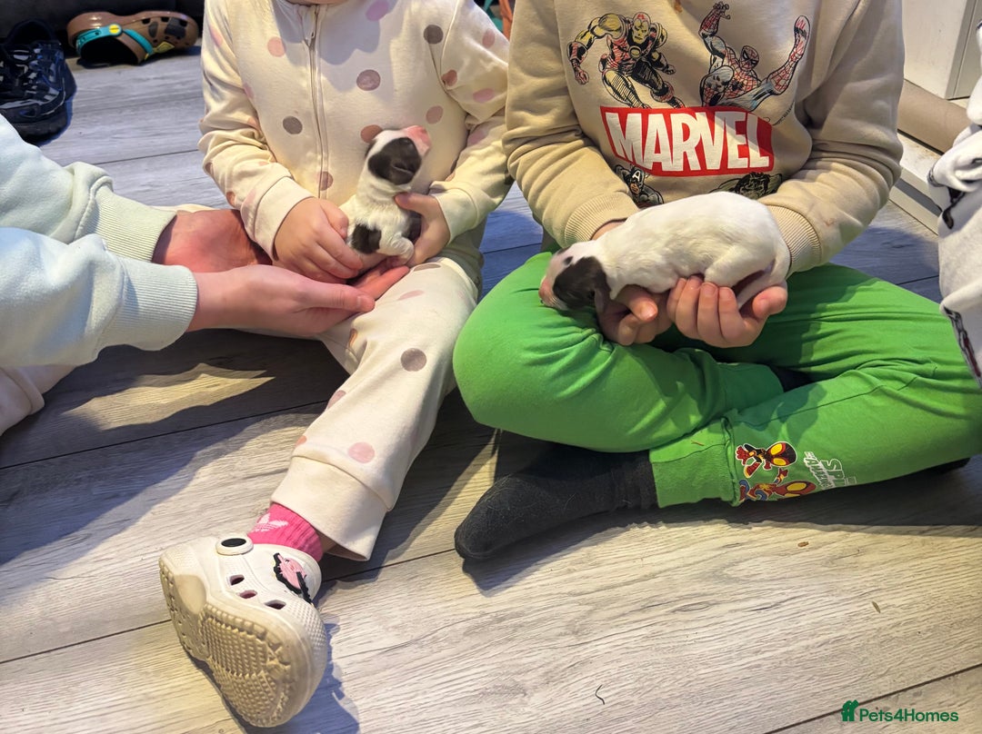 English Springer Spaniel dogs for sale: English Springer Spaniel Puppies  - Advert 23