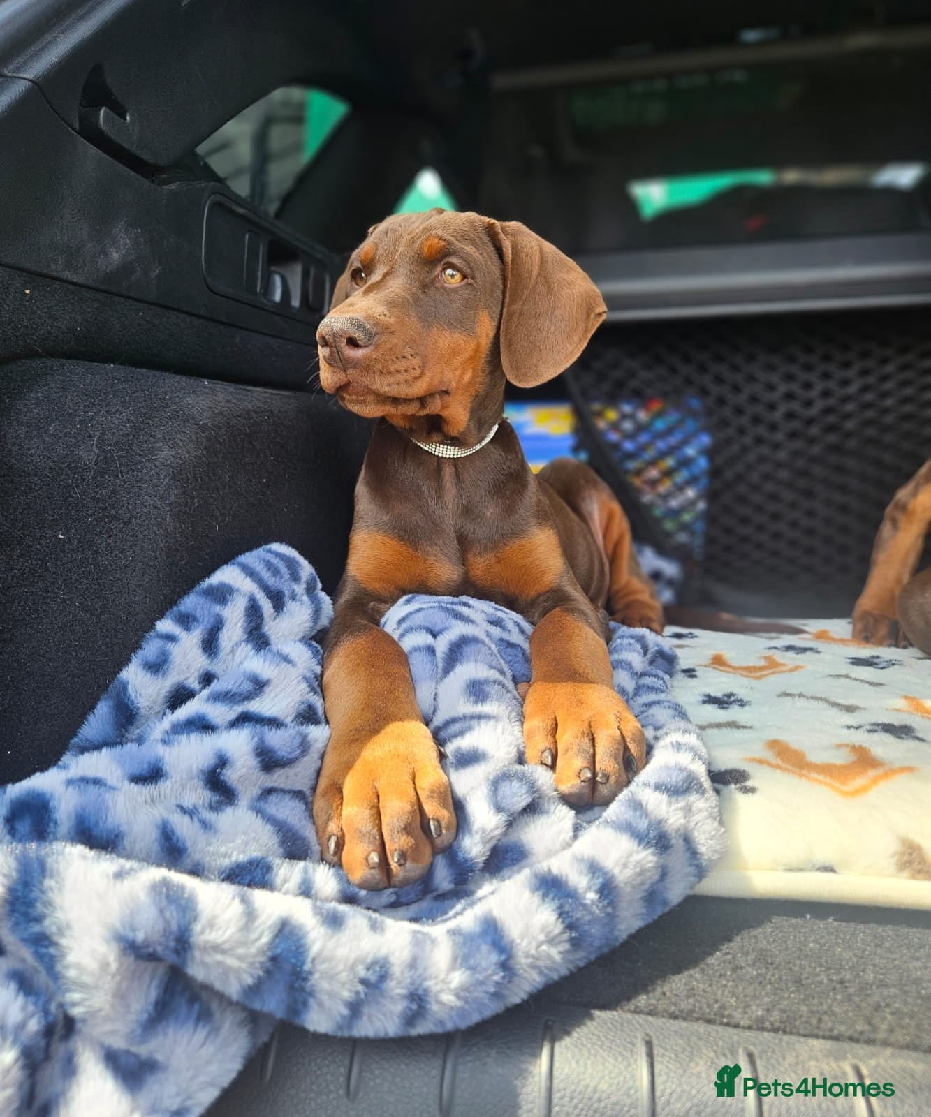 Dobermann dogs 🐕🐾 Stunning Girl Ready Now! 🏆 🐾 - Advert 12