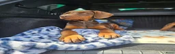 Dobermann dogs for sale: 🐕🐾 KC'D Superb little Girl Ready Now! 🏆 🐾 - Advert 19