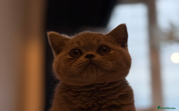 British Shorthair cats - Advert 1