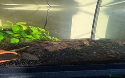 Tetras fish for sale: Fish and tank  - Image 4