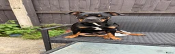Mixed Breed dogs for sale: MAX  Staffy cross English bull  in Barnsley - Advert 2