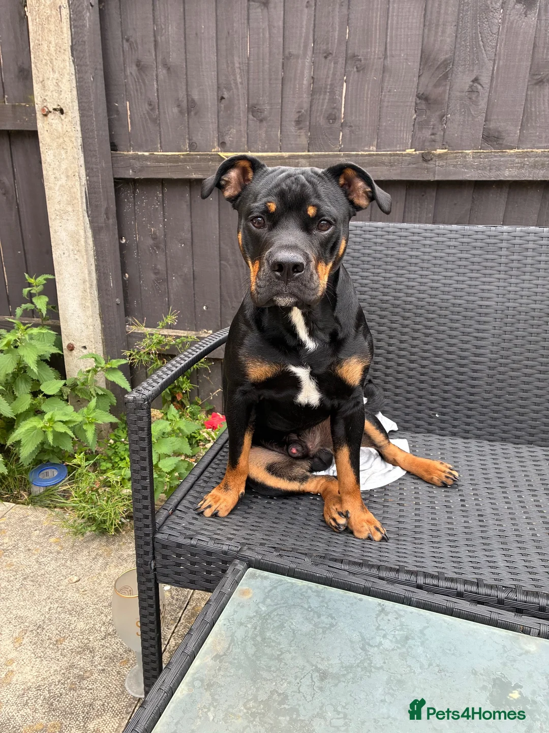Mixed Breed dogs for sale: MAX  Staffy cross English bull  in Barnsley - Advert 2