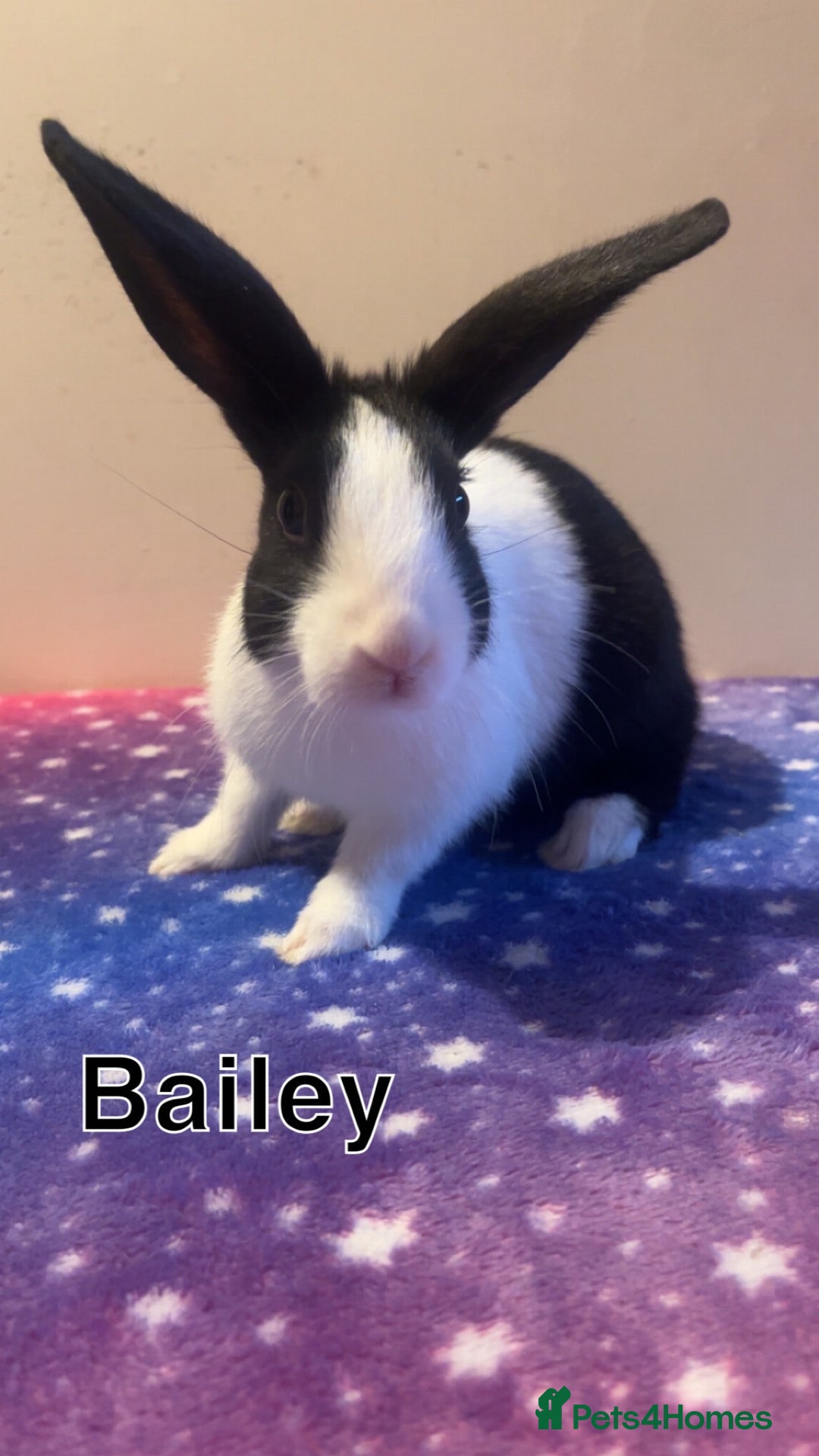 Dutch rabbits for sale: ‼️4 pure bred Dutches ready soon‼️ - Advert 9