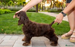 American Cocker Spaniel dogs for sale: Lovey Chocolate Tri Adult Male - Image 8