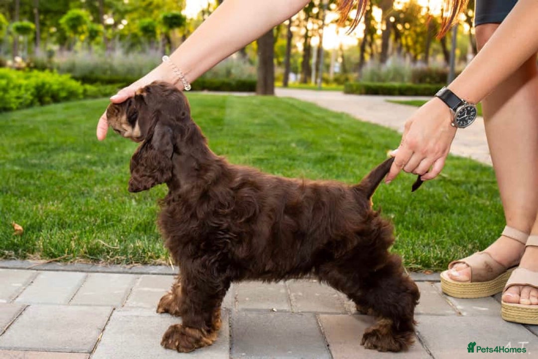 American Cocker Spaniel dogs for sale: Lovey Chocolate Tri Adult Male - Image 8