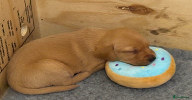 Labrador Retriever dogs Red Fox Lab Puppies,  - Advert 1