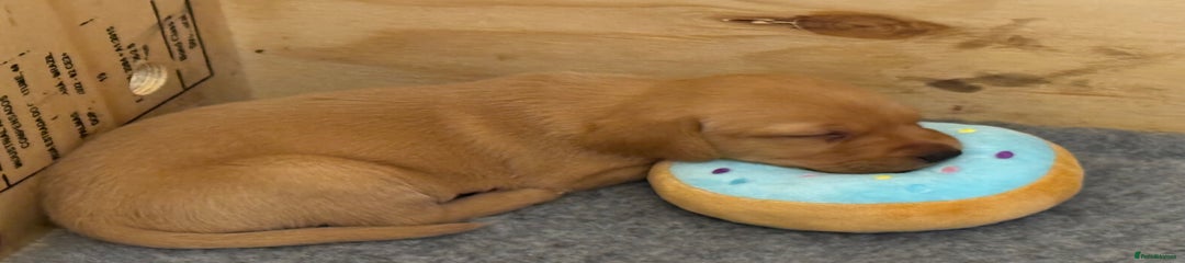 Labrador Retriever Puppy 1