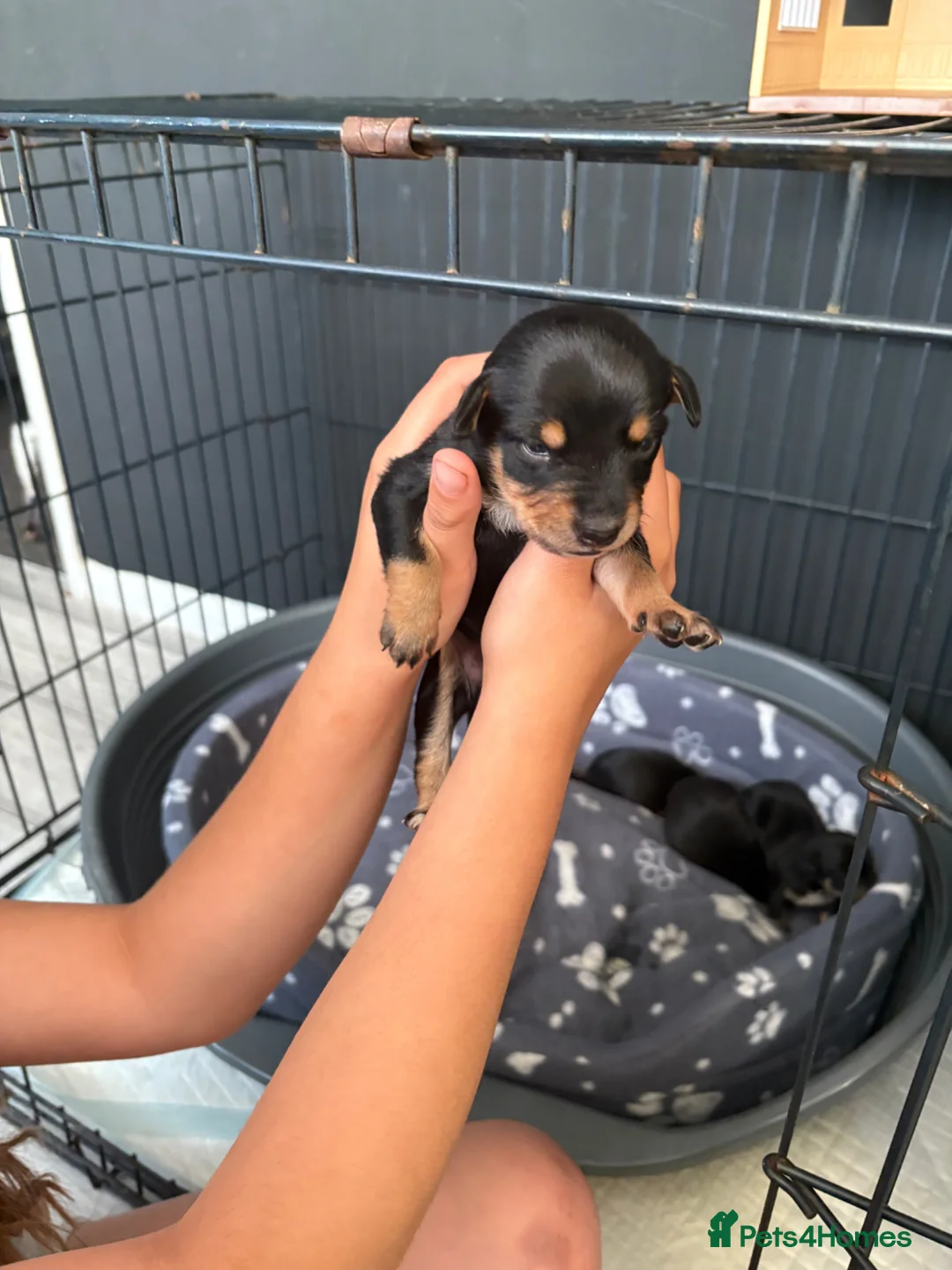 Chihuahua dogs for sale: Puppies  - Advert 8