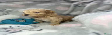 Maltipoo 3