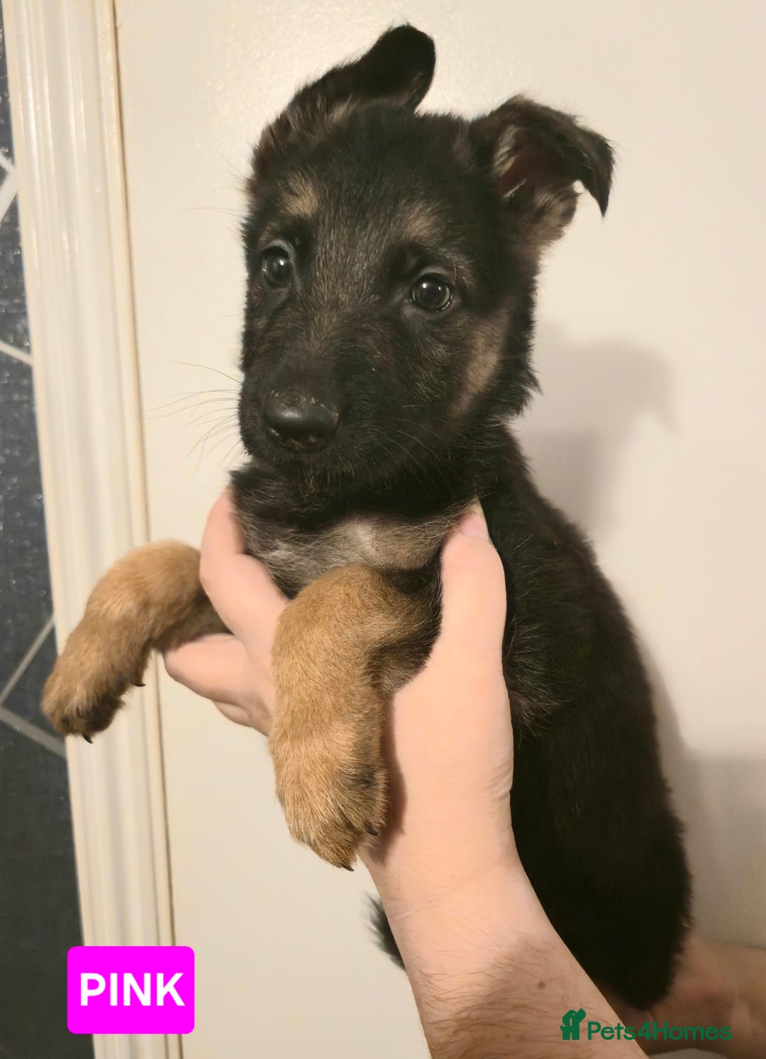 German Shepherd dogs for sale: German Shepherd Puppies - Advert 15