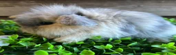 Mini Lion Lop rabbits for sale: Mini lion lops  - Advert 5