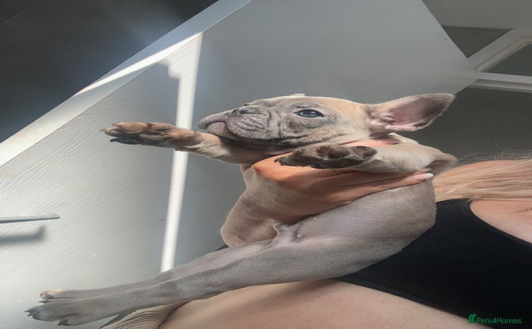French Bulldog dogs - Advert 19