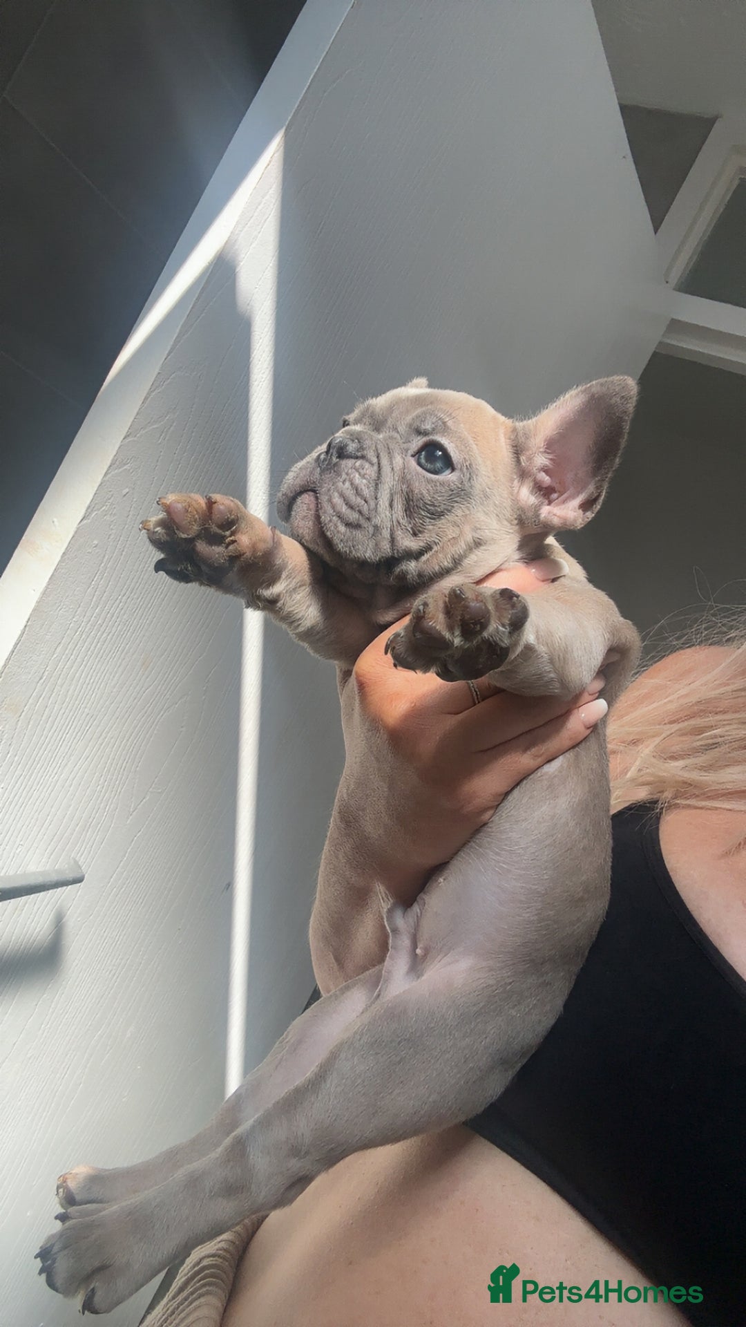 French Bulldog dogs for sale: Lilac bluefawn Frenchbulldog puppies ready to go   - Image 2