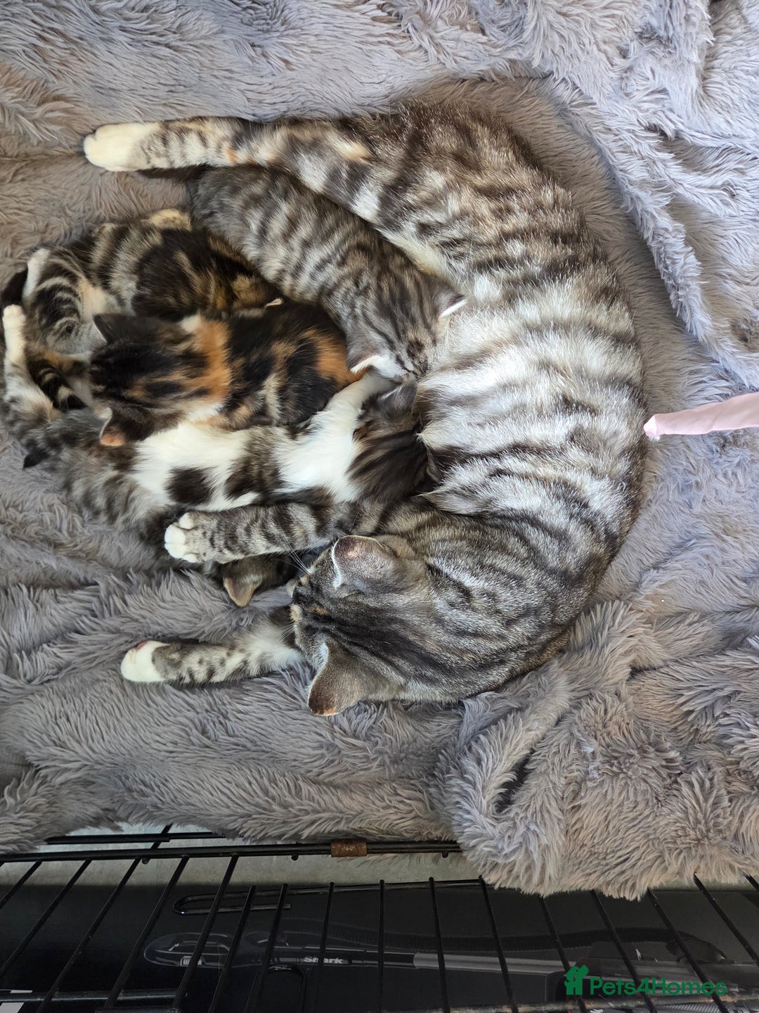 Mixed Breed cats for sale: Mixed colour tabby kittens - Image 14