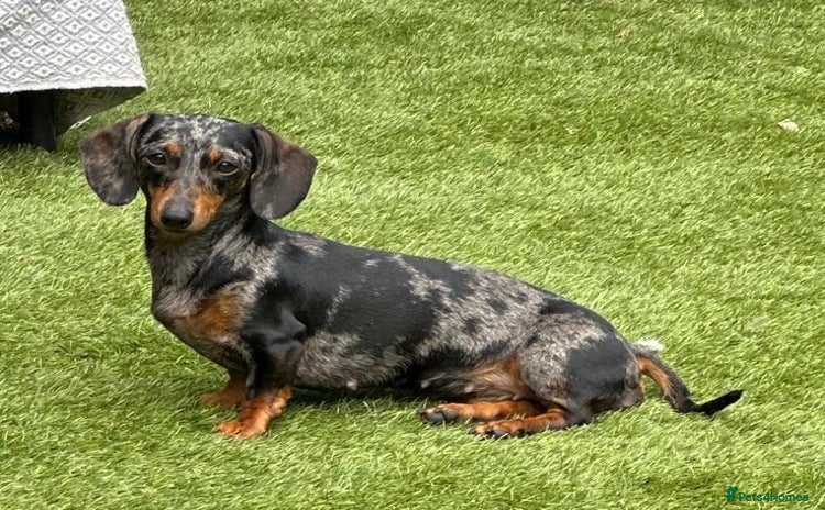 Miniature Dachshund dogs for sale - Advert 3