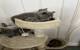 British Shorthair cats for sale: Six blue British shorthair kittens for sale  - Image 6