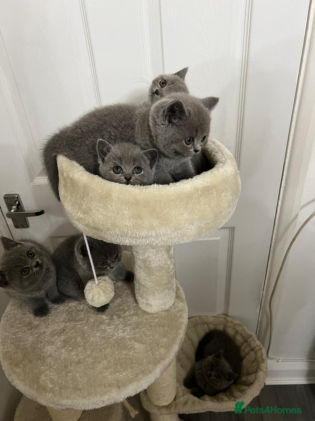 British Shorthair cats for sale: Six blue British shorthair kittens for sale  - Image 6