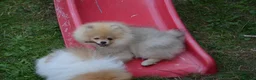 Pomeranian dogs for sale: Bentley – Beautiful Silver-Toned Pomeranian Boy 🐾 - Advert 11