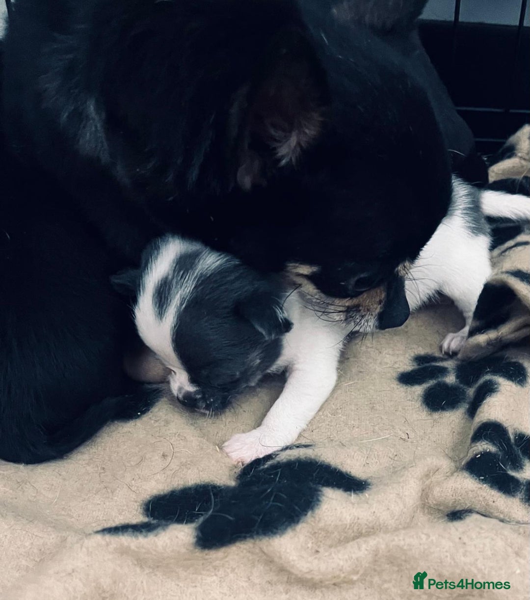 Chihuahua dogs for sale: Chihuahua puppies  - Advert 5