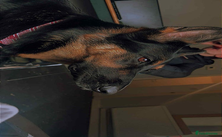 German Shepherd dogs - Advert 14