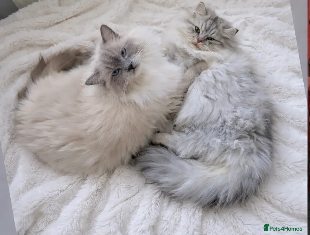 Persian cats for sale: Beautiful Persian 18 months old in Braintree - Advert 5