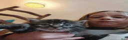 Mixed Breed cats for sale: Kittens  - Advert 9