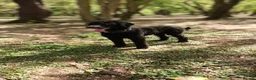 Standard Poodle dogs for stud: My kc reg, standard Poodle, stud - Advert 2