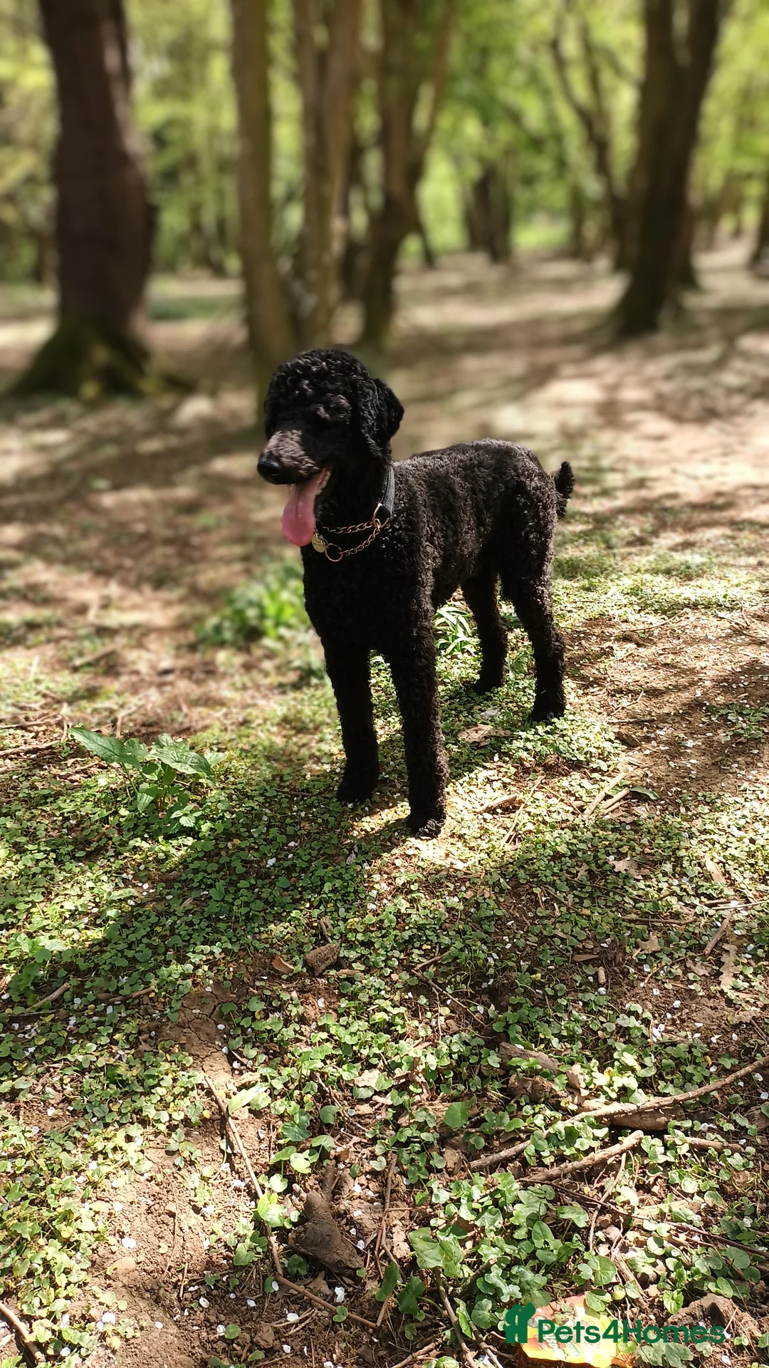 Standard Poodle dogs for stud: My kc reg, standard Poodle, stud - Advert 2
