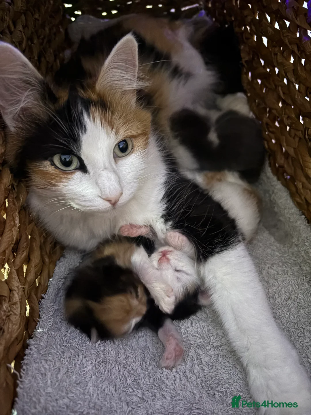 Mixed Breed cats for sale: Adorable kittens ready now - Advert 1