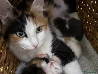 Mixed Breed cats Adorable kittens ready now - Advert 1