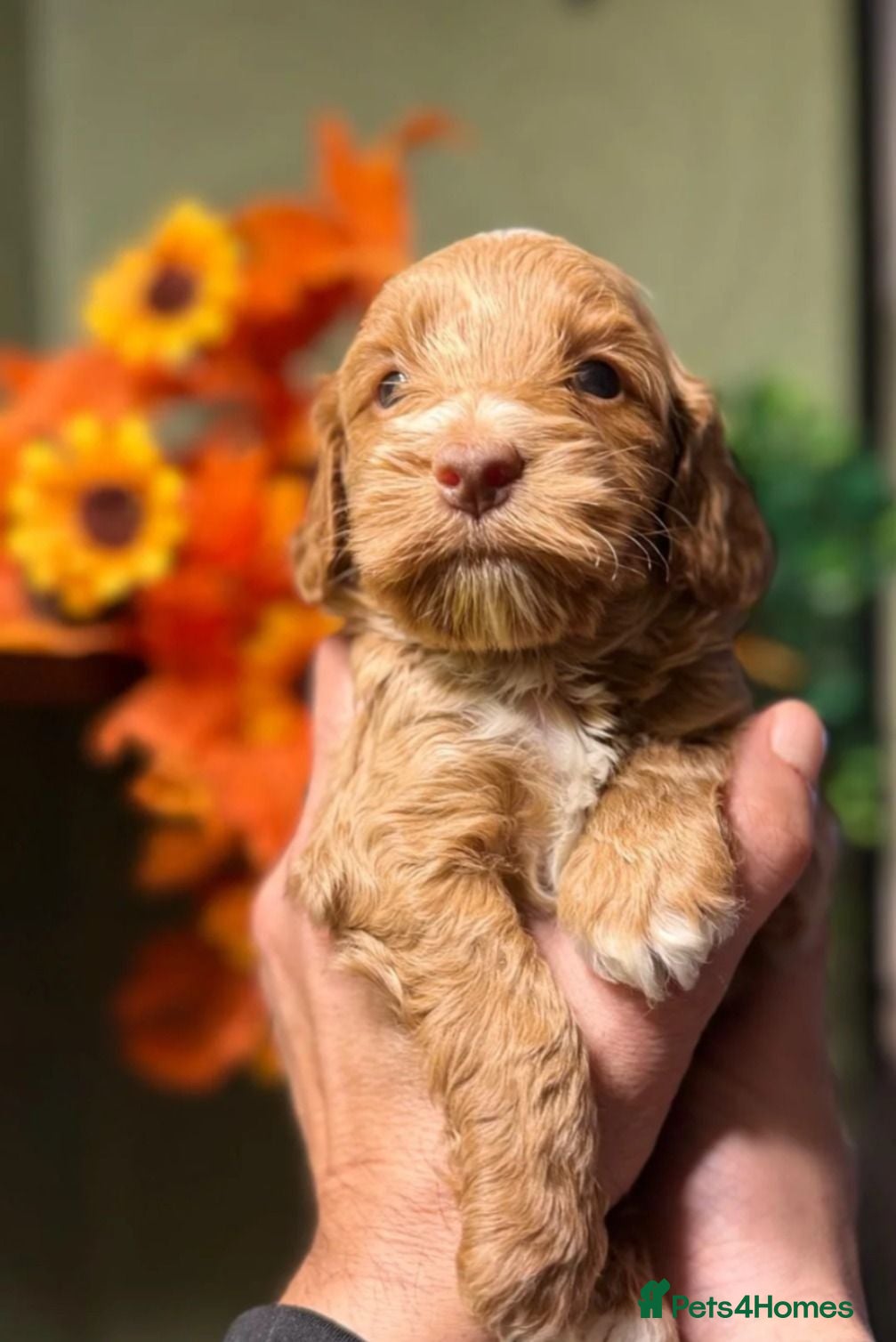 Cockapoo dogs Adorable Puppies Ready for Their Forever Homes - Advert 1