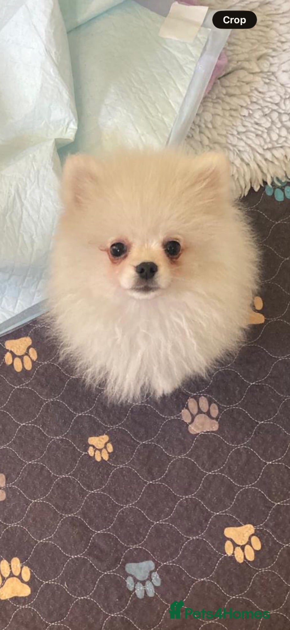 Pomeranian dogs Beautiful Pomeranian Puppies ready now!! - Advert 2