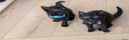 Mixed Breed cats for sale: Kitten  - Advert 16