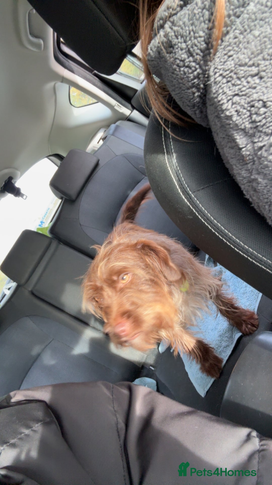 Mixed Breed dogs for sale: New home needed for Lola - Image 3