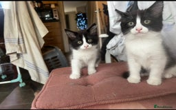 Turkish Van cats for sale: Twin boys ready to leave together  - Image 1