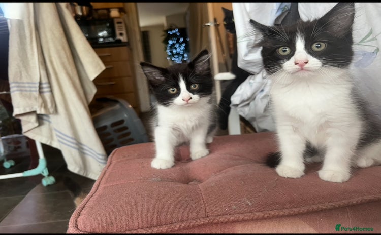 Turkish Van cats - Advert 1