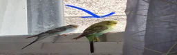 Budgerigars birds for sale: Female baby budgie - Advert 4