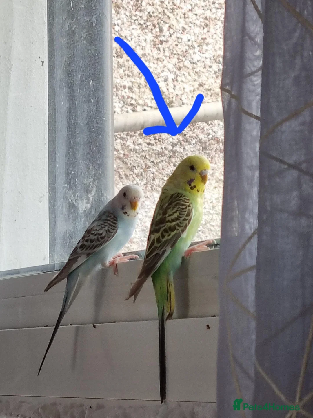Budgerigars birds for sale: Female baby budgie - Advert 4