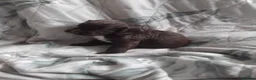 Sprocker dogs for sale: Sprocker puppies  - Advert 21