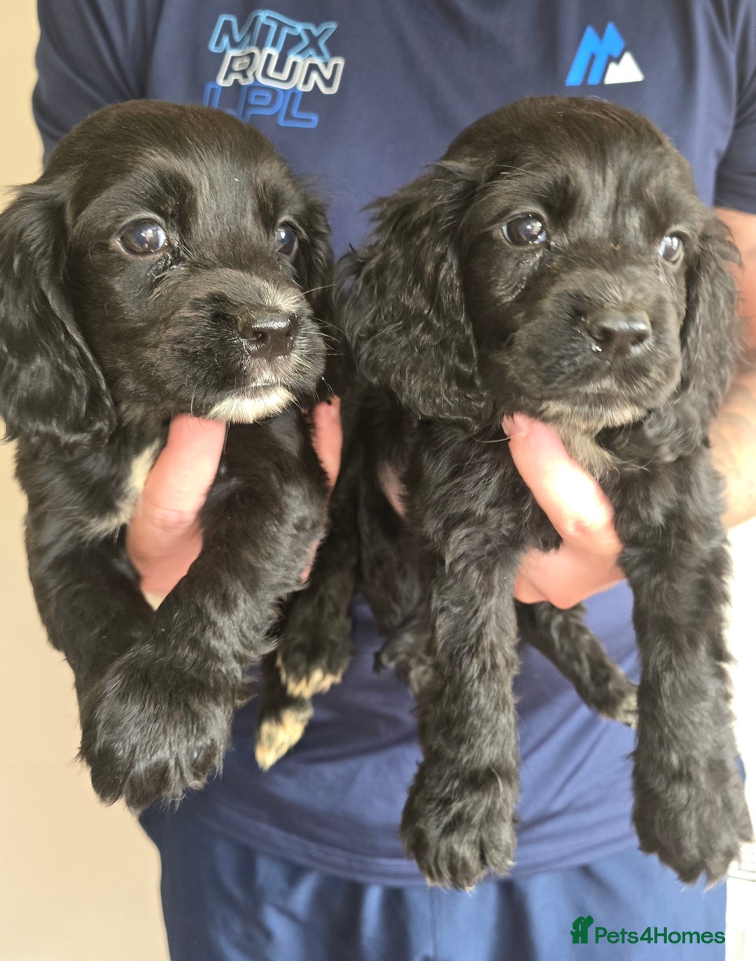 Cocker Spaniel dogs for sale: Cocker Spaniel puppies  - Image 5